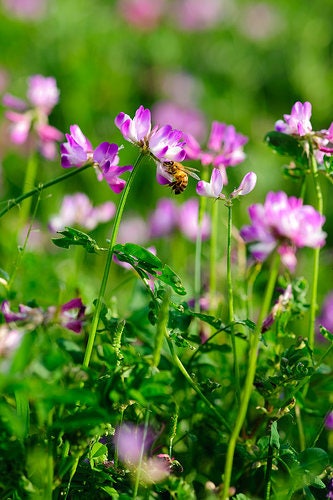 50 MILK VETCH Astragalus Sinicus Pink Purple Flower Ground Cover Legume Seeds