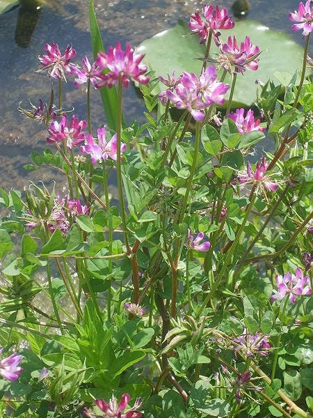 50 MILK VETCH Astragalus Sinicus Pink Purple Flower Ground Cover Legume Seeds