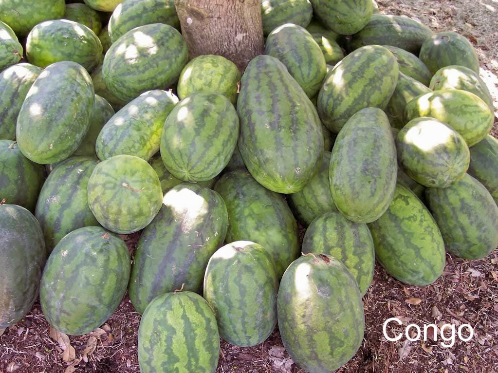 50 CONGO WATERMELON Red Citrullus Lanatus 40 lbs AAS Winner Fruit Melon Seeds
