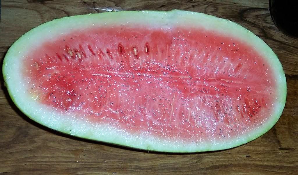 50 CONGO WATERMELON Red Citrullus Lanatus 40 lbs AAS Winner Fruit Melon Seeds
