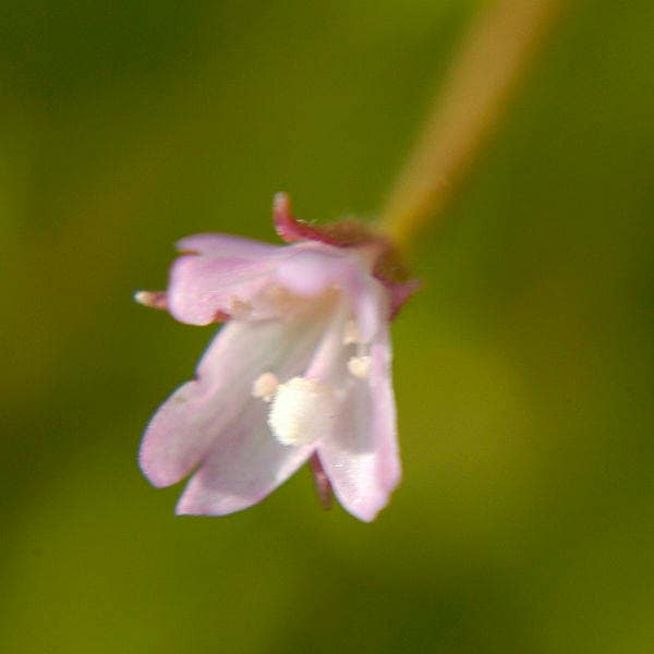 100 CINNAMON WILLOWHERB Eastern Purpleleaf Epilobium Coloratum Flower Seeds