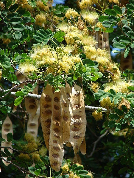 20 WOMAN'S TONGUE TREE White Mimosa Nectar Flower Albizia Lebbeck Legume Seeds
