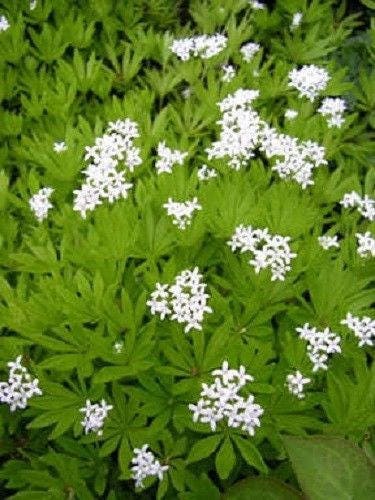20 SWEET WOODRUFF ASPERULA Galium Odoratum Shade White Flower Seeds
