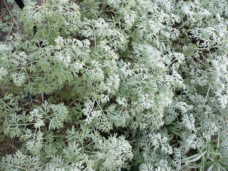 500 ABSINTHE WORMWOOD Common Artemisia Absinthium Green Ginger Herb Flower Seeds