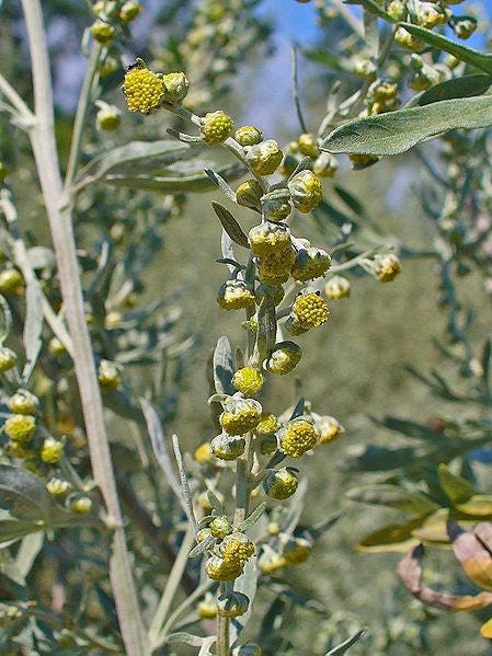 500 ABSINTHE WORMWOOD Common Artemisia Absinthium Green Ginger Herb Flower Seeds