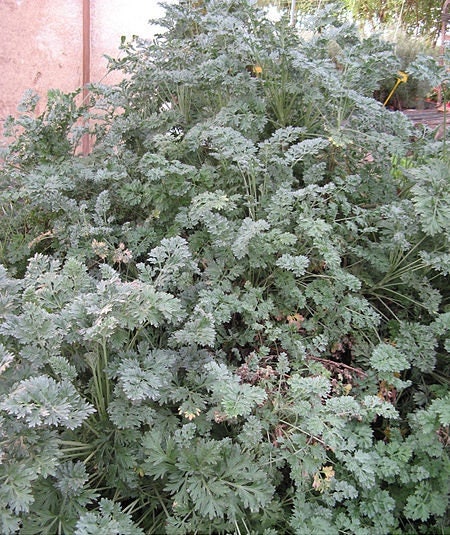 500 ABSINTHE WORMWOOD Common Artemisia Absinthium Green Ginger Herb Flower Seeds