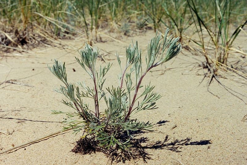 500 BEACH WORMWOOD Artemisia Caudata Silvermound Red Sagewort Herb Flower Seeds