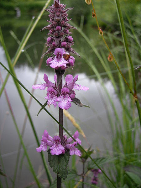 25 Marsh WOUNDWORT Hedge Nettle Stachys Palustris Herb Purple Flower Seeds Moist