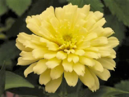 250 ISABELLINA ZINNIA Elegans Pastel Light Yellow Double Heirloom Flower Seeds