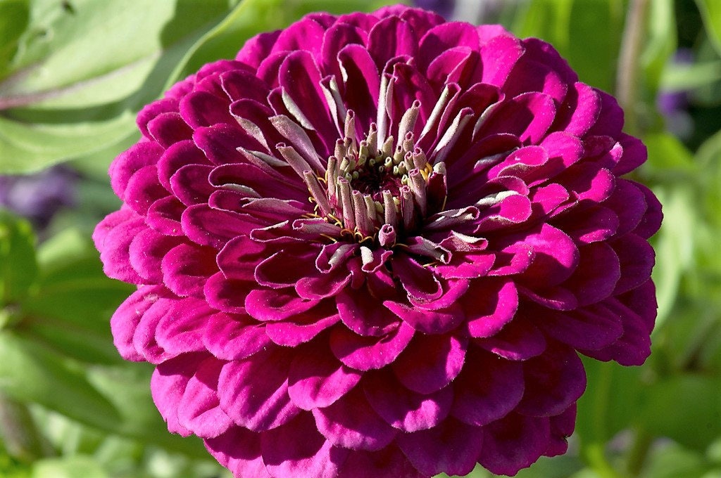250 VIOLET QUEEN ZINNIA Elegans Purple Double Dahlia Heirloom Flower Seeds