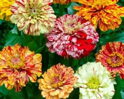 150 PEPPERMINT STICK ZINNIA Mix Mixed Colors Red Stripe Elegans Flower Seeds