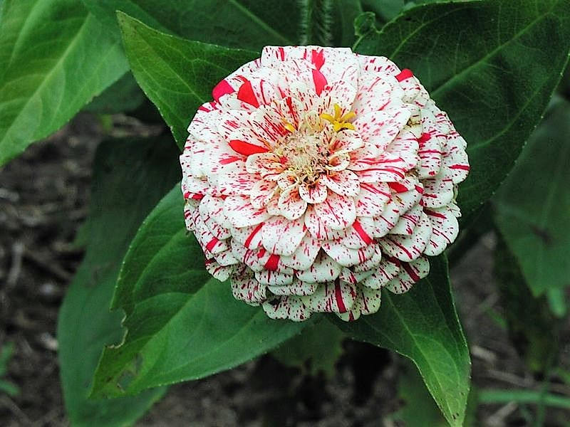 150 PEPPERMINT STICK ZINNIA Mix Mixed Colors Red Stripe Elegans Flower Seeds
