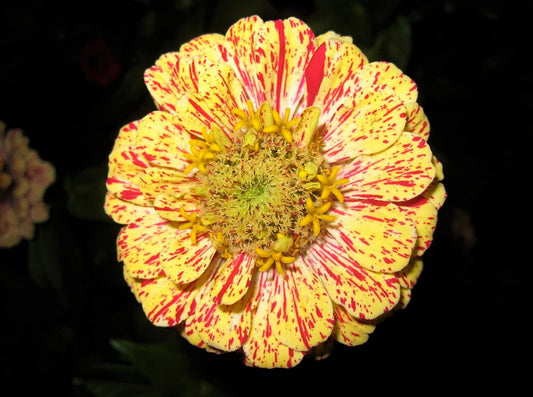 150 CANDY STRIPE ZINNIA Mix Elegans Flower Seeds Mixed Colors with Red Stripes