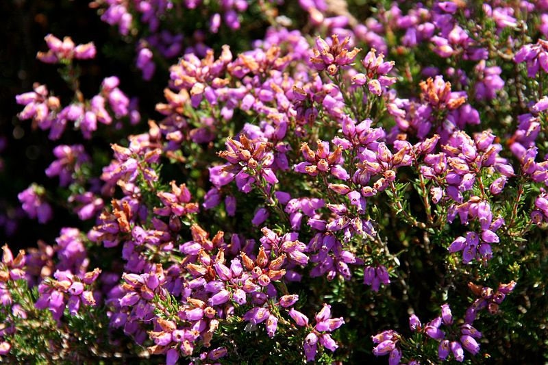 100 Scotch TRUE HEATHER Shrub Scot's Purple Pink Flower Calluna Vulgaris Seeds