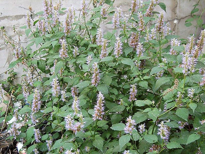 100 ORGANIC Superior LICORICE MINT Agastache Rugosa Korean Tea Herb Purple Flower Seeds