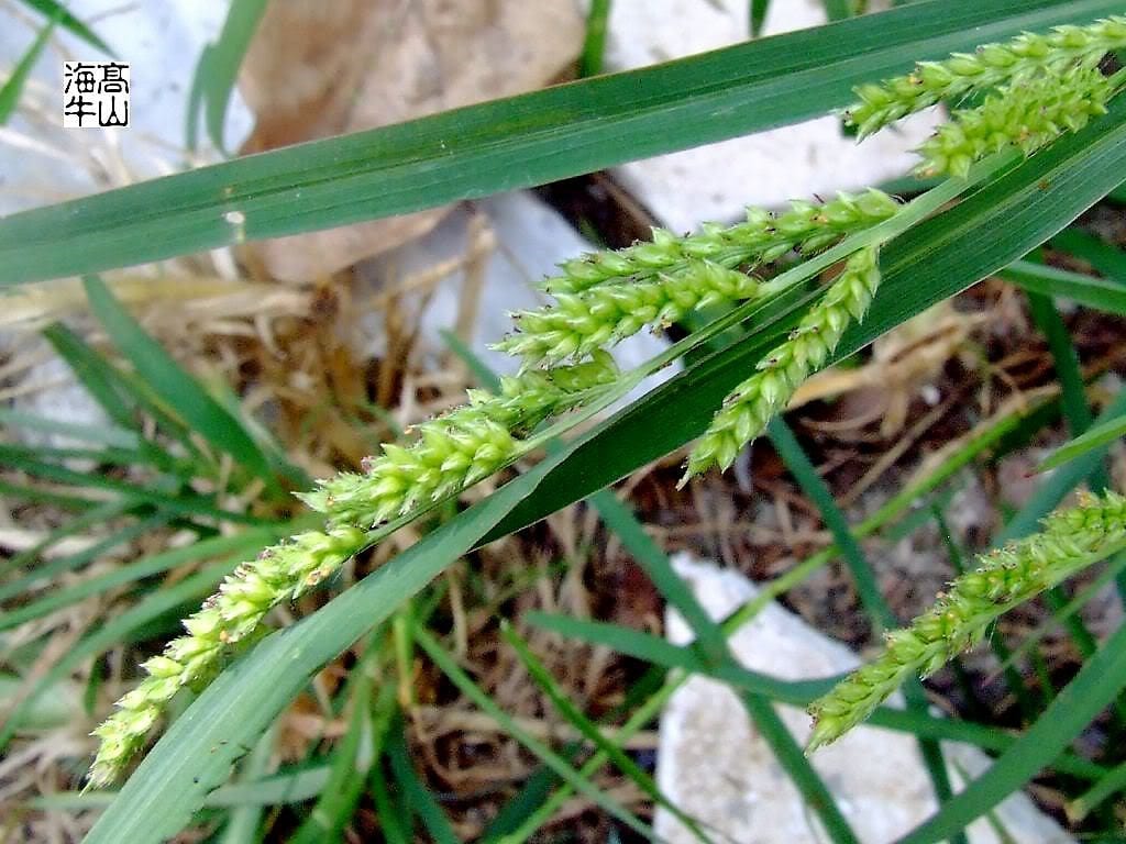 150 JAPANESE MILLET Billion Dollar Grass Grain Echinochloa Frumentacea Seeds