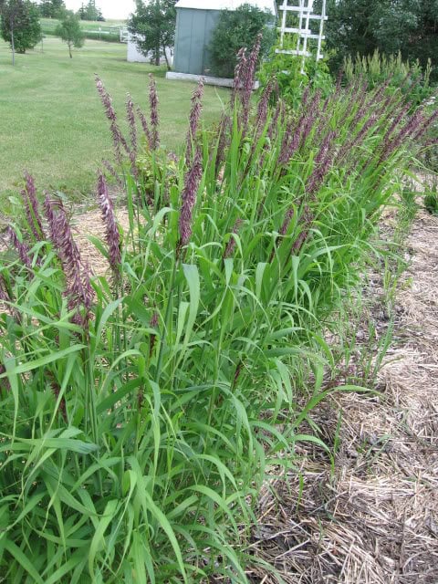 20 RED Spire MELIC GRASS Purple Melica Transsilvanica Flower Seeds