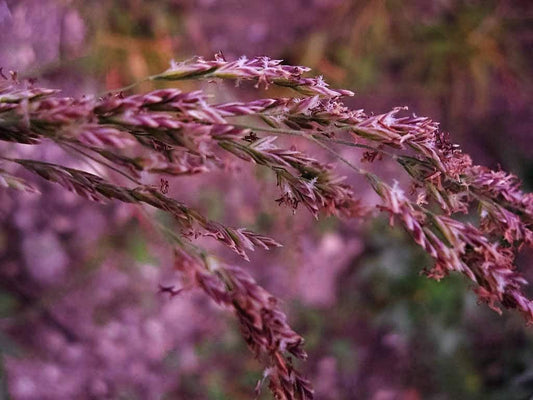 20 RED Spire MELIC GRASS Purple Melica Transsilvanica Flower Seeds