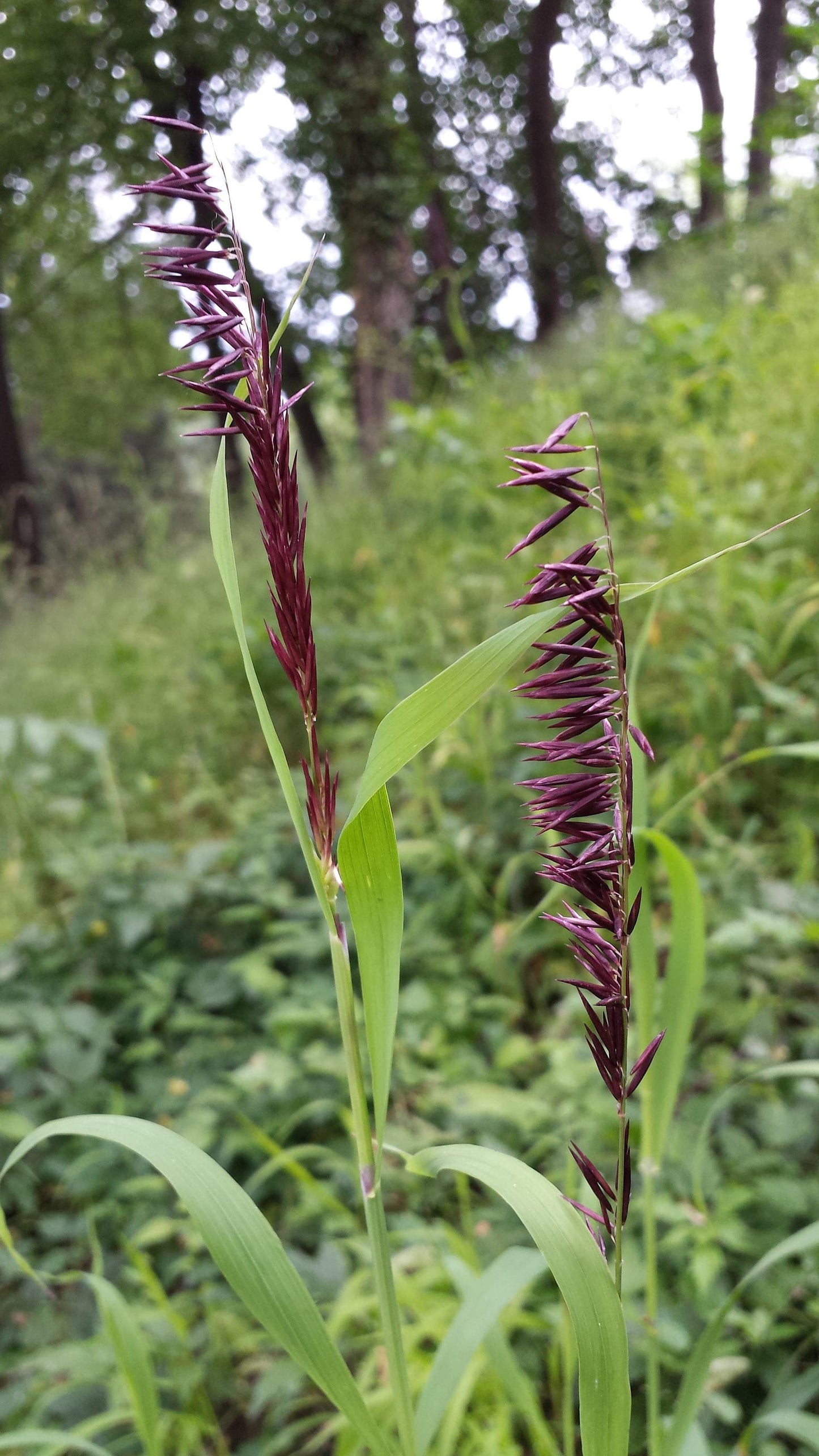 20 RED Spire MELIC GRASS Purple Melica Transsilvanica Flower Seeds