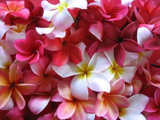 10 MIXED COLORS PLUMERIA Seeds - Lei Flower Frangipani Mix Fragrant Shrub Small Tree Pink Red Yellow White Peach Two Tone