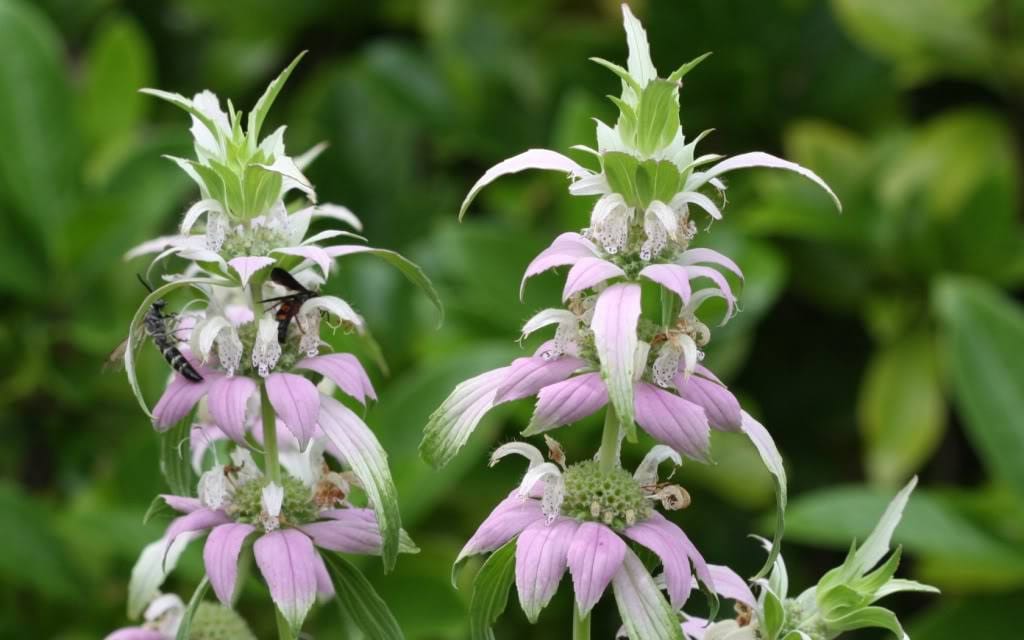 100 SPOTTED BEE BALM Monarda Punctata Flower Herb Horesemint Dotted Mint Seeds