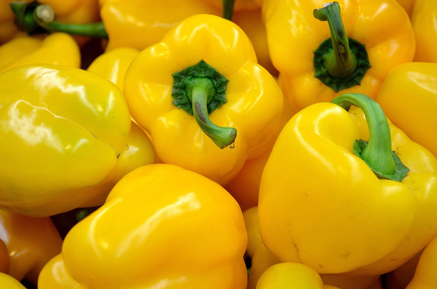 100 CANARY BELL PEPPER Sweet Yellow Capsicum Annuum Vegetable Seeds