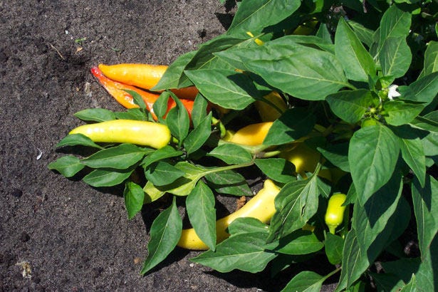 200 HEIRLOOM BANANA Pepper Sweet Yellow Capsicum Annuum Vegetable Seed