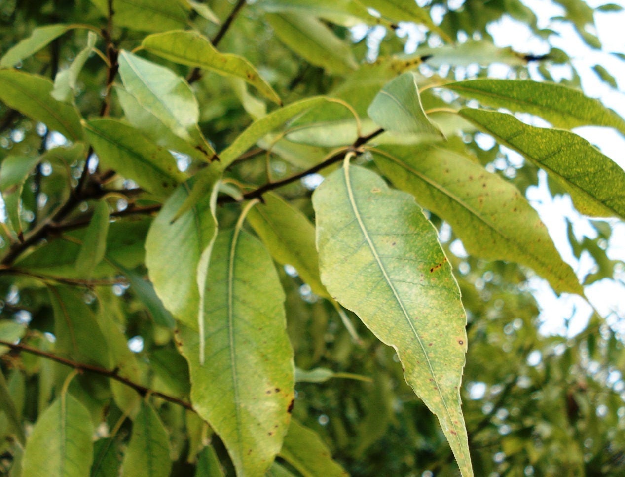 5 LAUREL OAK TREE Quercus Hemisphaerica Native aka Darlington Coastal