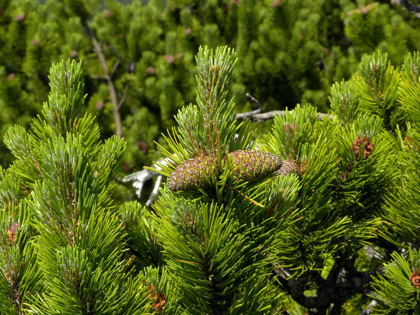 25 MUGO PINE Dwarf Evergreen Pinus Pumilio Shrub Seeds