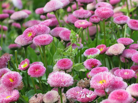 100 PINK ENGLISH DAISY Bellis Perennis Tasso Pink Double Flower Seeds