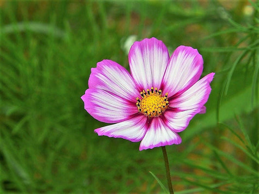 300 CANDY STRIPE COSMOS Cosmos Bipinnatus Flower Seeds