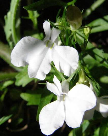 200 WHITE LOBELIA REGATTA Erinus Flower Seeds