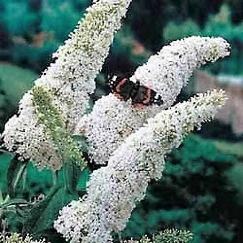 50 WHITE BUTTERFLY BUSH Buddleia Davidii Flower Seeds – Seedville USA