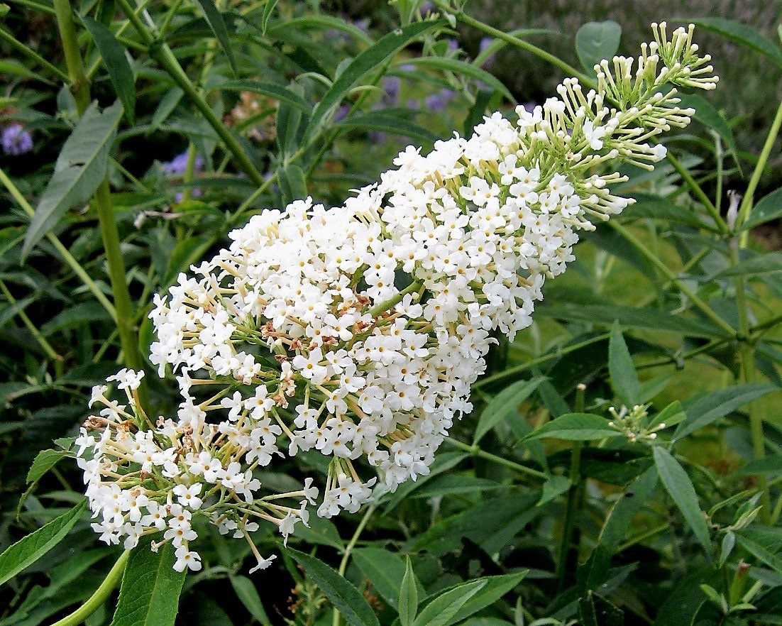 50 WHITE BUTTERFLY BUSH Buddleia Davidii Flower Seeds