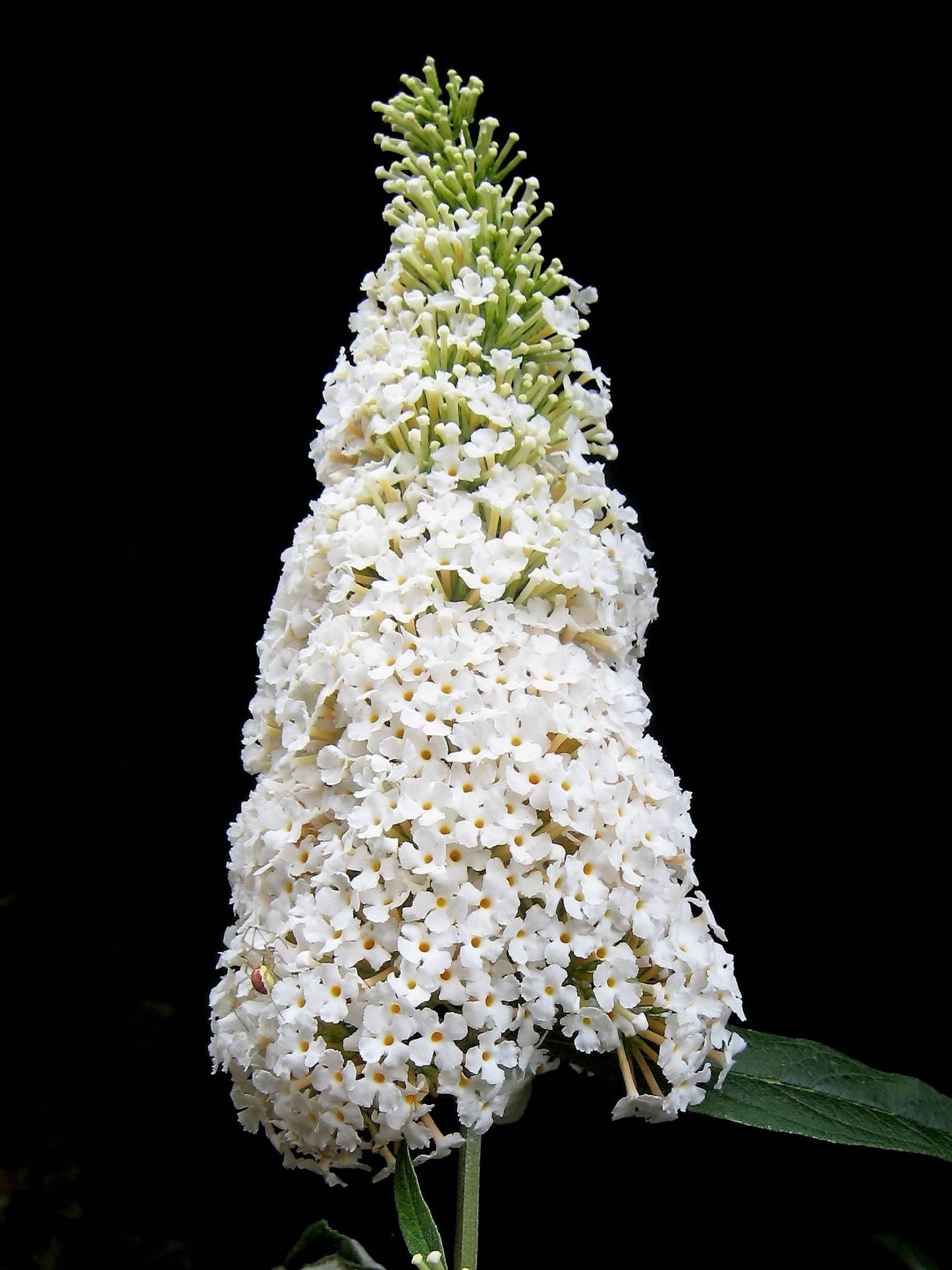 50 WHITE BUTTERFLY BUSH Buddleia Davidii Flower Seeds