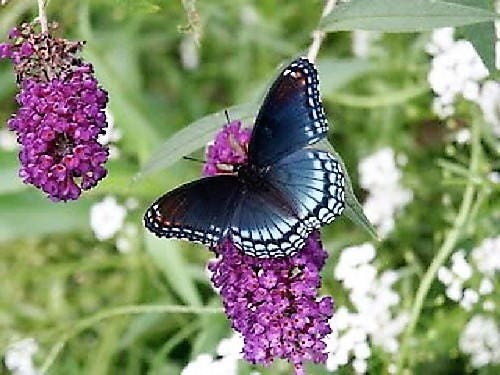 50 VIOLET BUTTERFLY BUSH Buddleia Davidii Purple Flower Seeds