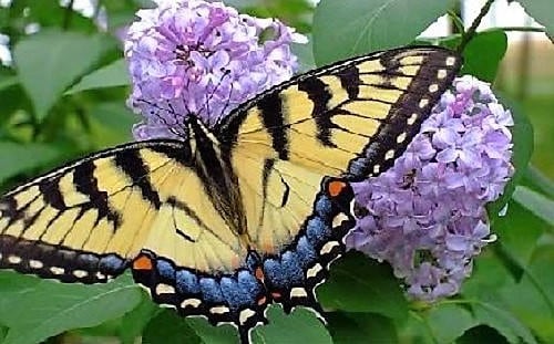 100 Mixed Colors Butterfly Bush Buddleia Davidii Flower Shrub Seeds