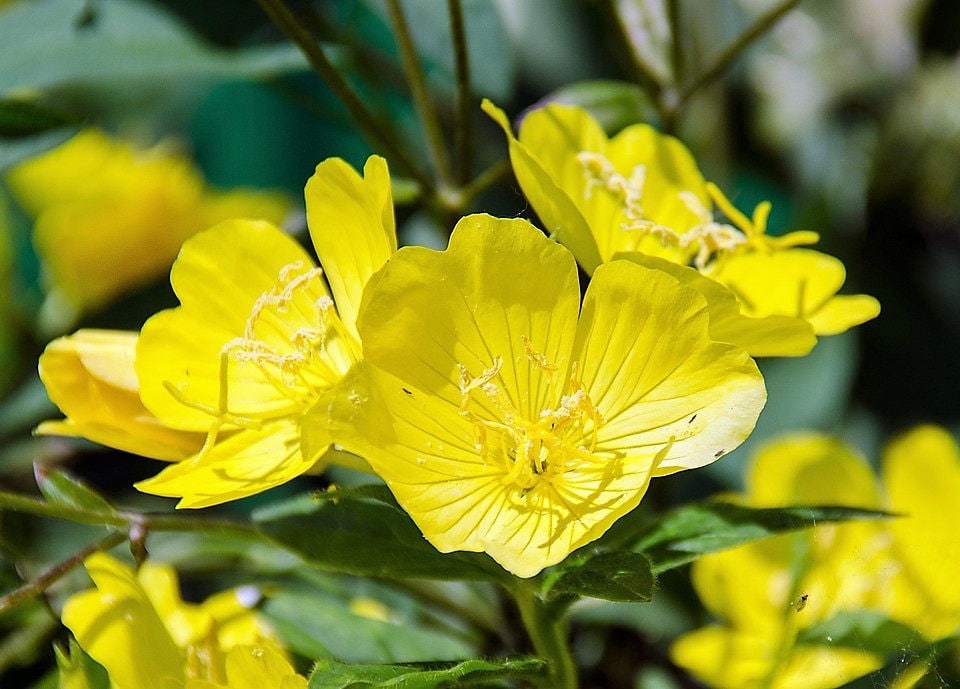 1000 YELLOW EVENING PRIMROSE Oenothera lamarckiana Flower Seeds