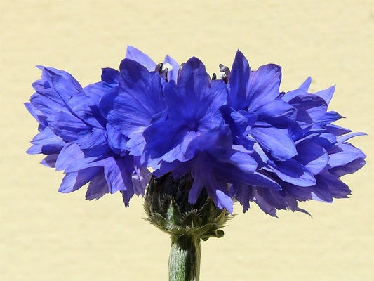 1000 Tall Blue BACHELOR'S BUTTON / CORNFLOWER Centaurea Cyanus Flower Seeds