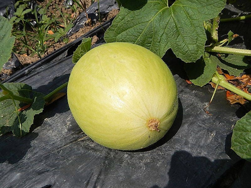 50 Golden Beauty CASABA MELON Cucumis Melo Fruit Seeds – Seedville USA