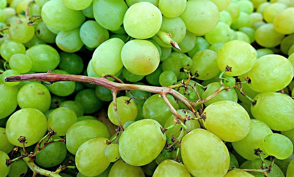 50 GREEN (Dessert / Table) GRAPE Vitis Vinifera Fruit Vine Seeds