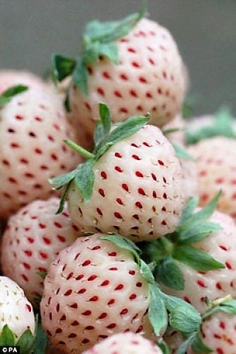 100 WHITE SOUL STRAWBERRY Fragaria Vesca Fruit Flower Berry Seeds