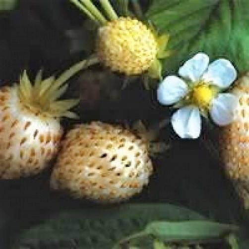 100 WHITE SOUL STRAWBERRY Fragaria Vesca Fruit Flower Berry Seeds