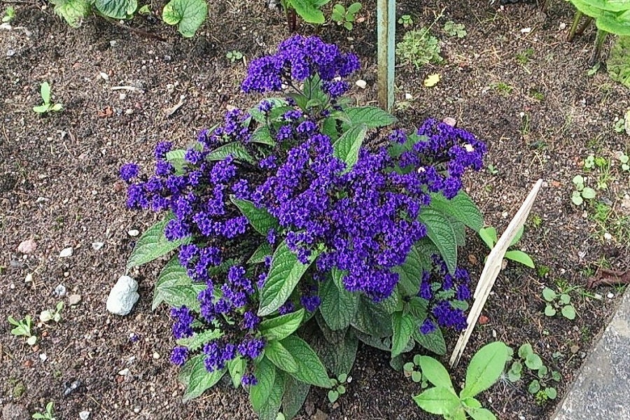 50 Blue MARINE HELIOTROPE Heliotropium Arborescens Flower Seeds