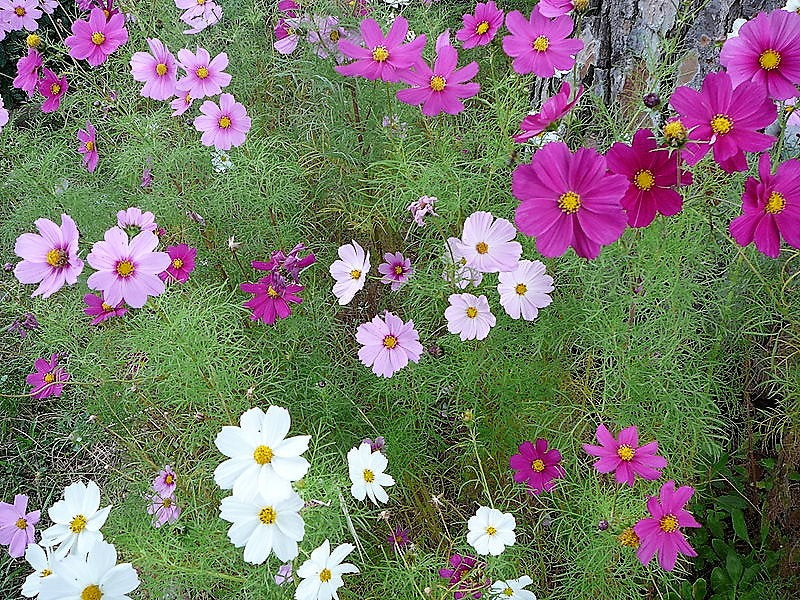350 COSMOS SENSATION MIX Mixed Colors Cosmos Bipinnatus Flower Seeds