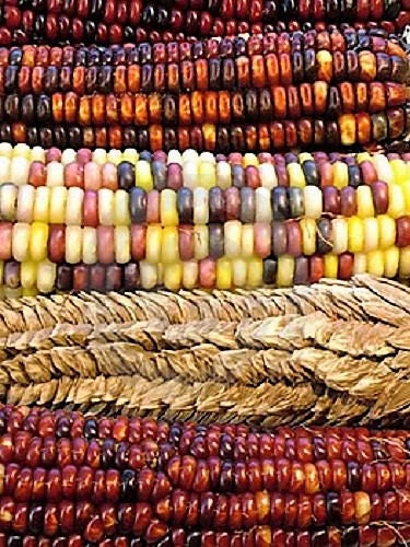 100 Ornamental INDIAN CORN WAMPUM Mixed Colors Zea Mays Vegetable Seeds