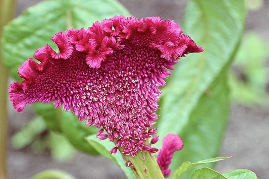 100 CORAL GARDENS Mix CELOSIA Cockscomb Celosia Argentea Cristata Flower Seeds