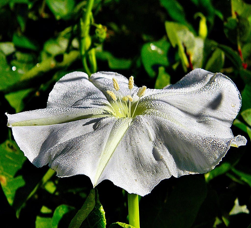 50 MOONFLOWER MORNING GLORY White Moon Flower Ipomoea Alba Flower Vine Seeds