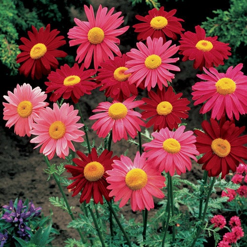 100 Mixed Colors ROBINSONS PAINTED DAISY Chrysanthemum Pink Red Rose & Yellow Pyrethrum Flower Seeds