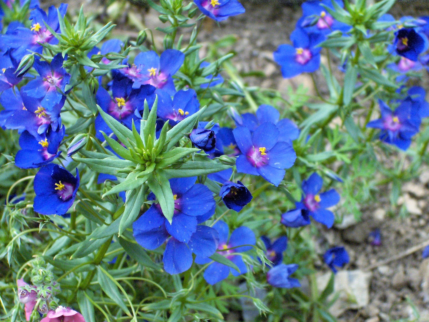 100 BLUE & SCARLET PIMPERNEL Anagallis Monellii Anagallis Arvensis Flower Seeds